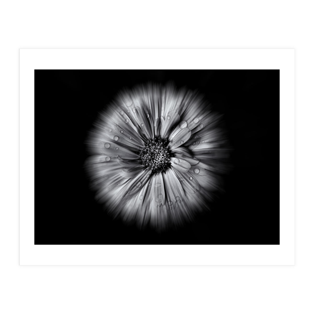 Backyard Flowers In Black And White No 10 Flow Version (Print Only)
