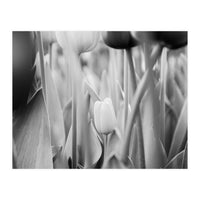 Tulip in the spotlight | Floral Photography | Black and White  (Print Only)