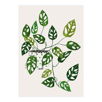 Monstera Obliqua Plant (Print Only)