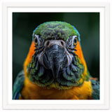 Blue And Gold Macaw Face Focused Portrait thumbnail