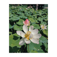 Hylas (Print Only)