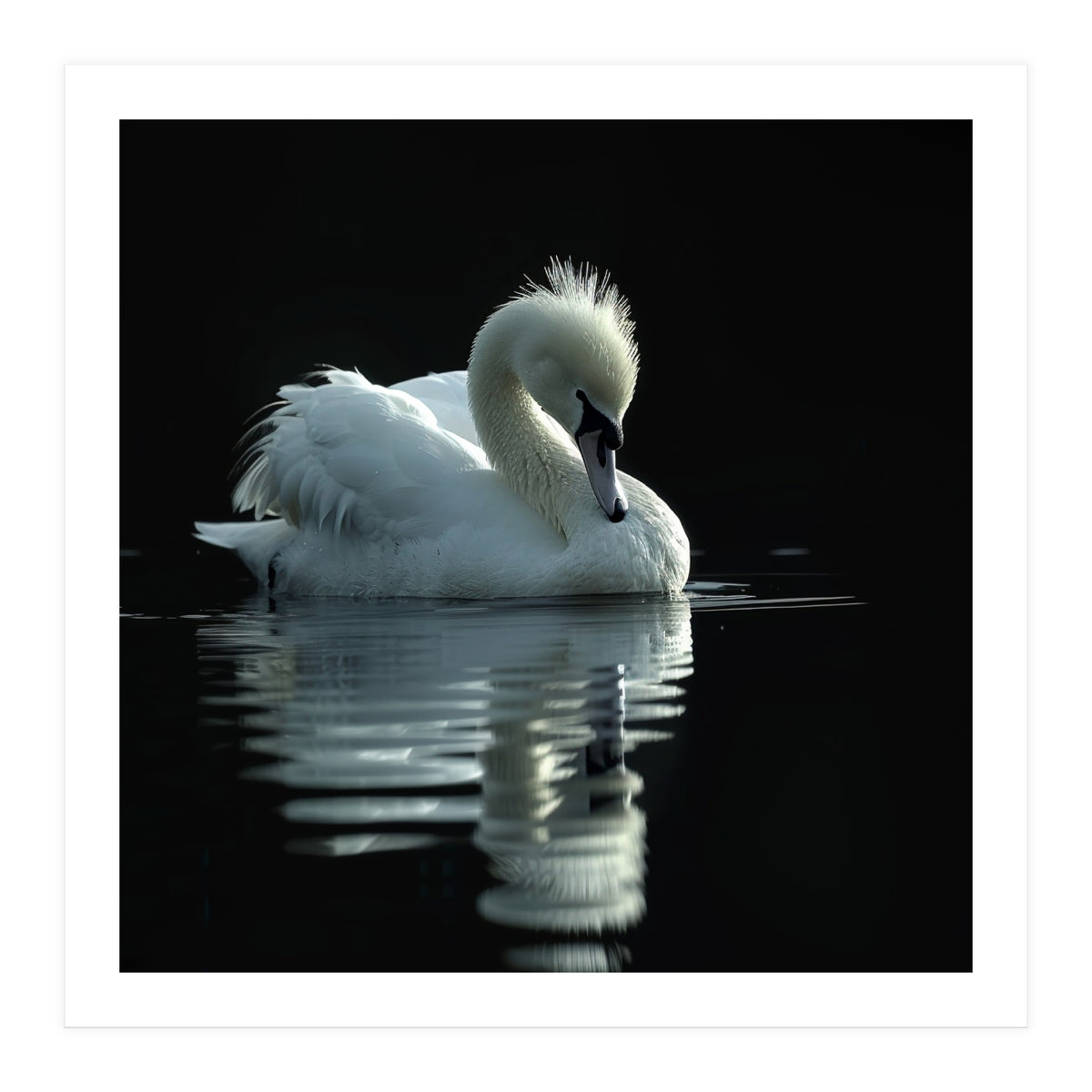 White Swan Gracefully Swimming In Dark Water (Print Only)