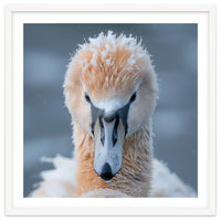 Majestic Swan Covered In Frost And Snow