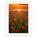 Poppies At Sunset thumbnail