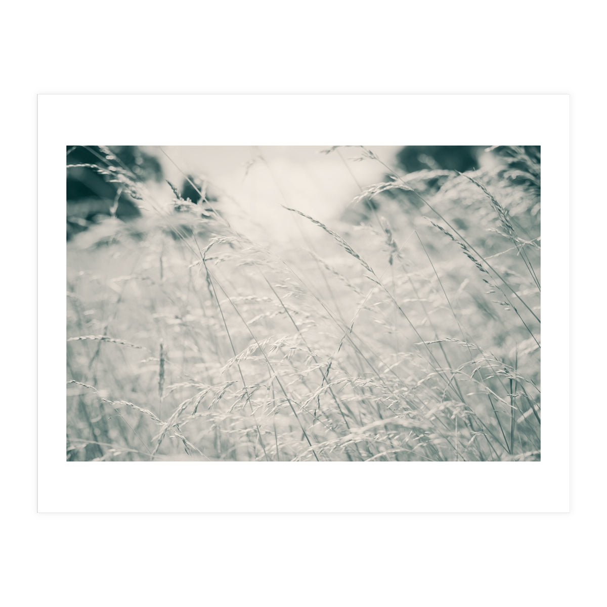 Walking Through Long Grass (Print Only)