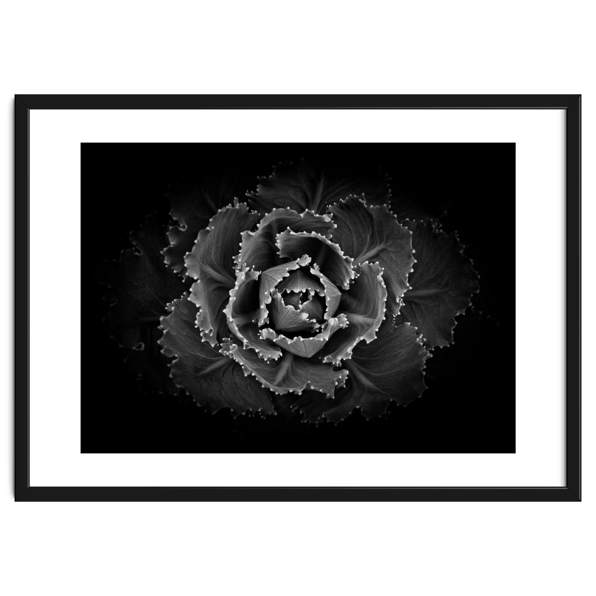 Backyard Flowers In Black And White No 101