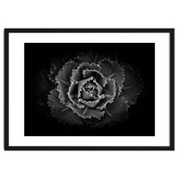 Backyard Flowers In Black And White No 101