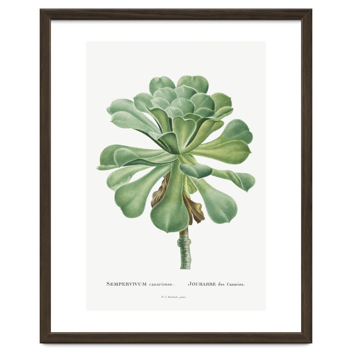 Pierre-Joseph Redouté – Sempervivum Canariense (1799)