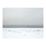 Seagulls in the winter snow beach (Print Only) thumbnail