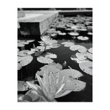 Lotus Pond | Black & White Portrait (Print Only) thumbnail