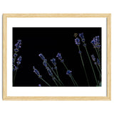 Honeybee and lavender thumbnail