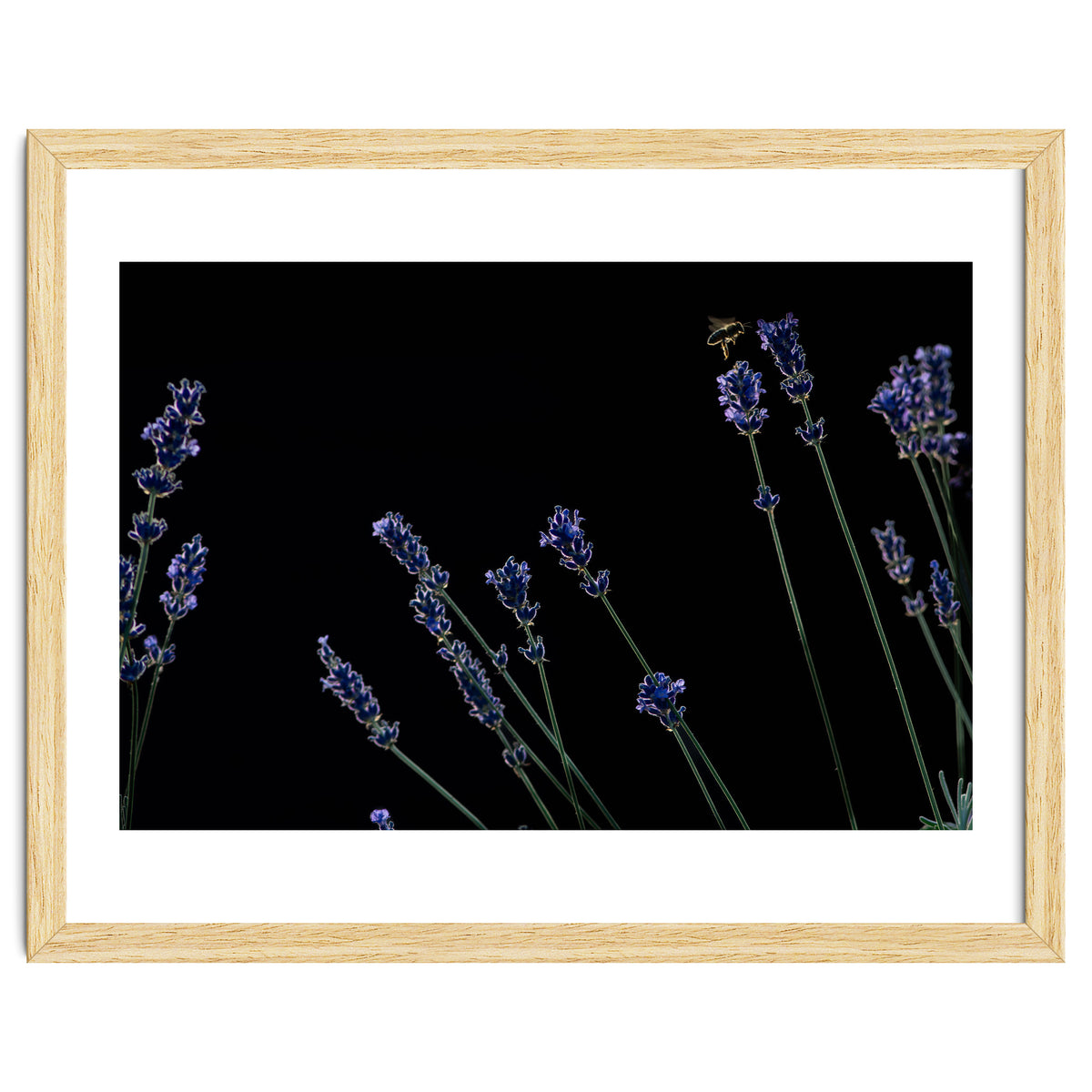 Honeybee and lavender