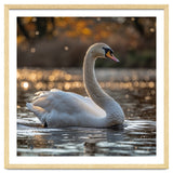 Graceful Swan Gliding On Reflective Water Surface thumbnail