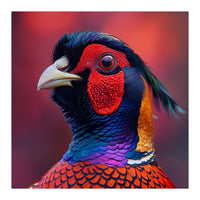 Close Up Pheasant Bird Head Detailed Feathers (Print Only)