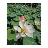 Hylas (Print Only)