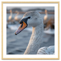 Majestic Swan Portrait In Snowy Waters