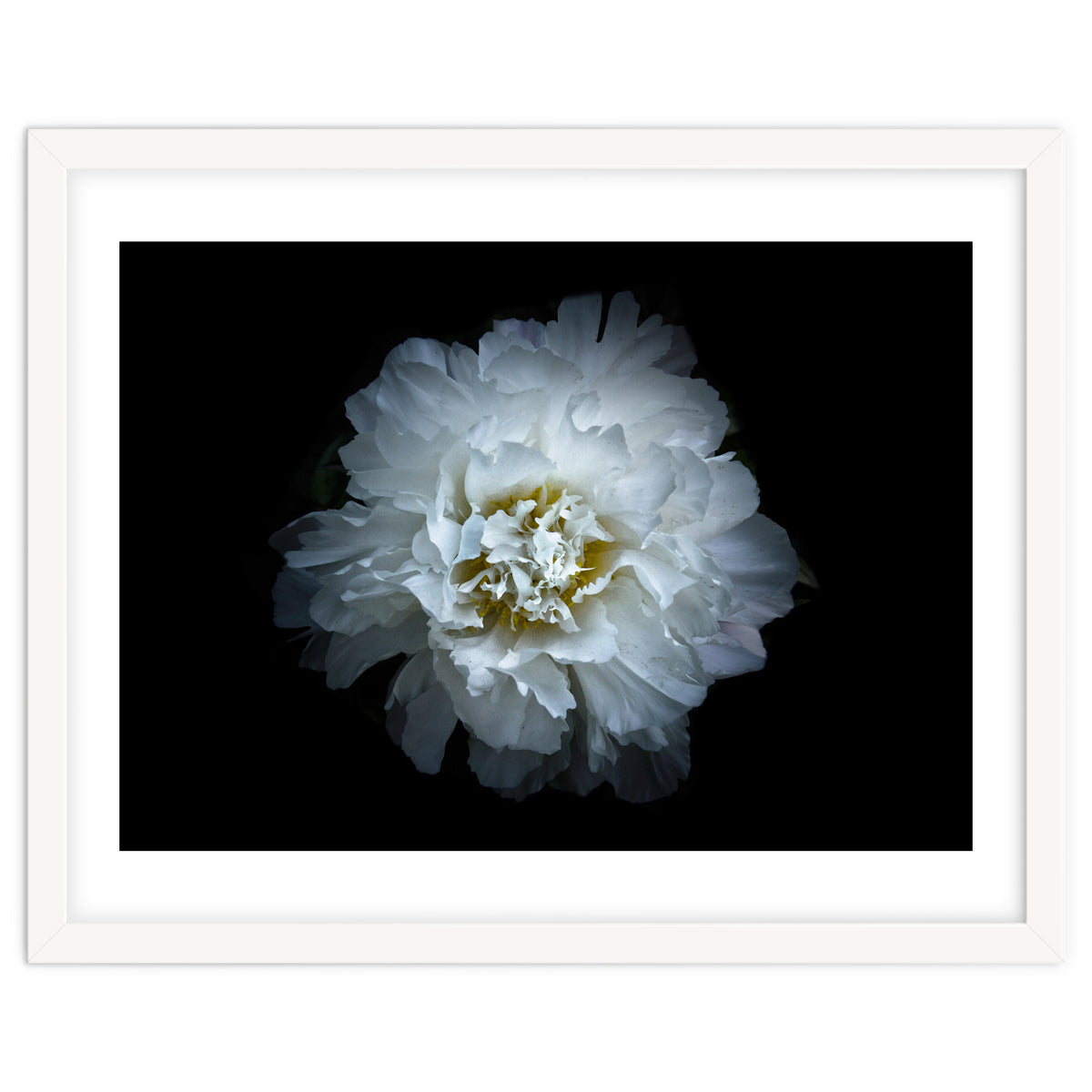 Backyard Flowers No 90 Color Version