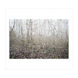 Lost in the birch forest (Print Only) thumbnail