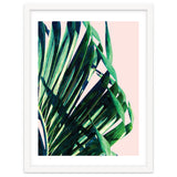 Palm V2 thumbnail