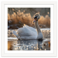 Majestic Swan On Calm Water During Sunset Nature Scene