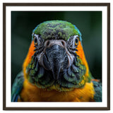 Blue And Gold Macaw Face Focused Portrait thumbnail