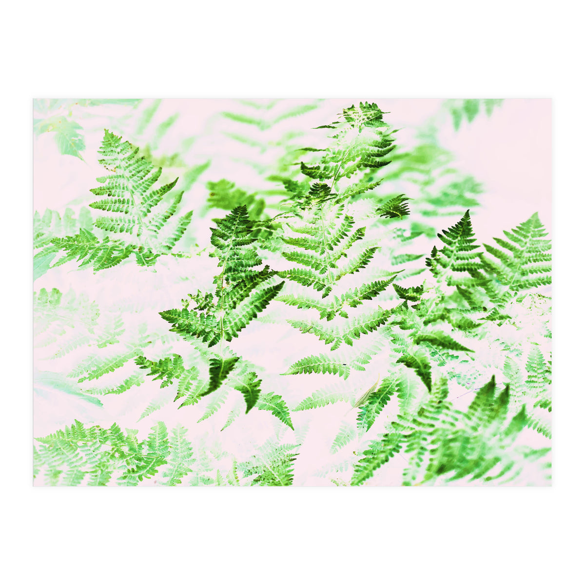 Fern Forest #society6 #decor #buyart (Print Only)
