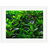 Green House Plant Leaves thumbnail