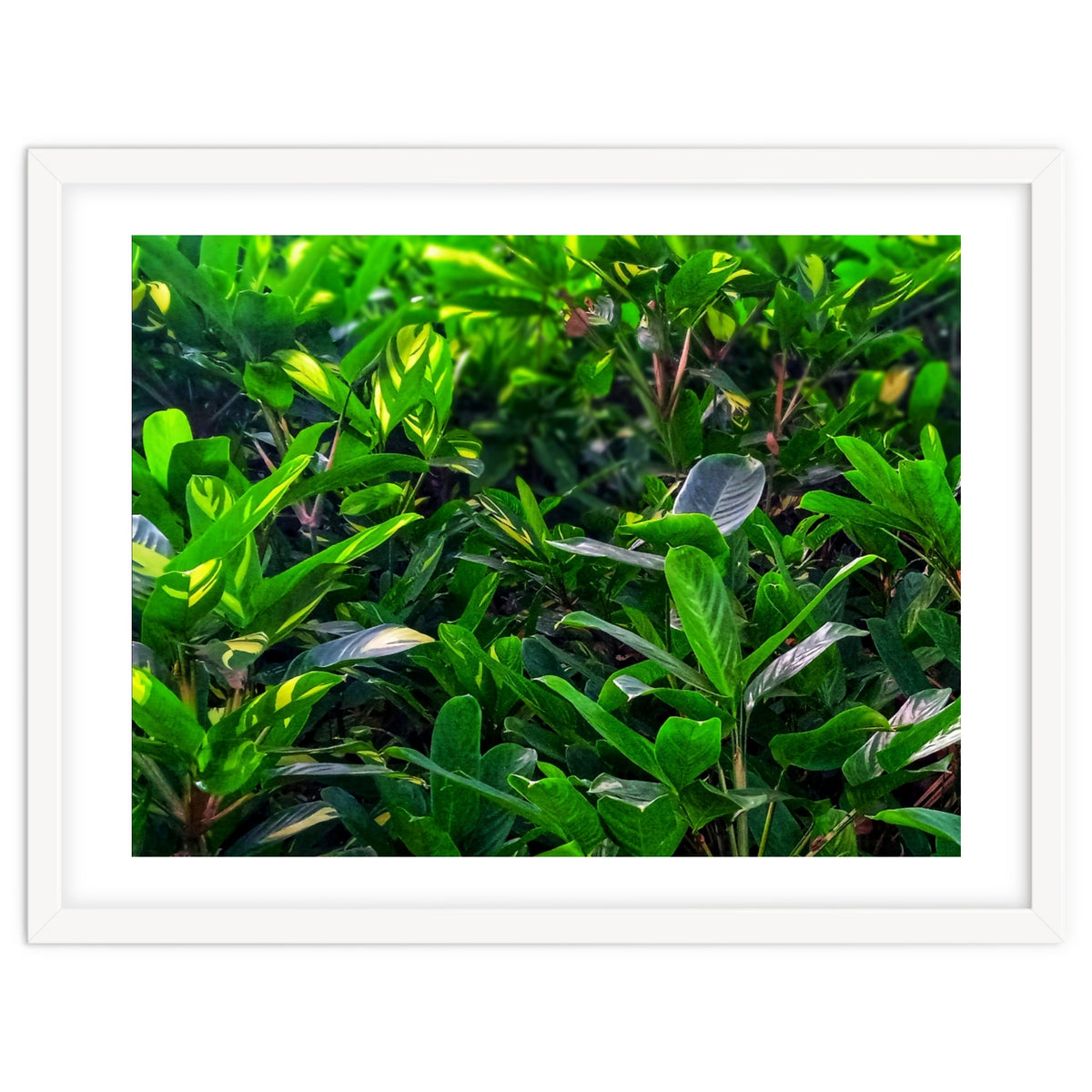 Green House Plant Leaves