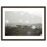 Horses under the sun shower - Iceland thumbnail
