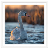 Elegant Swan Gliding On Water At Sunset thumbnail