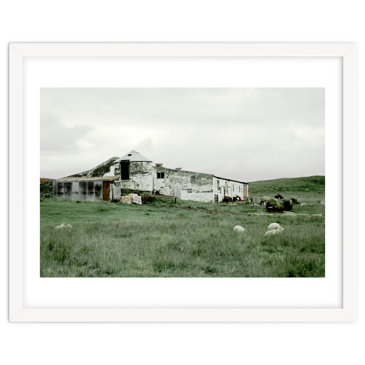 Sheep with a farmhouse - Iceland