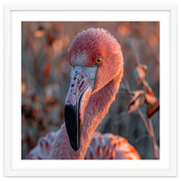 Close Up Of A Pink Flamingo Head In Sunlight
