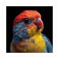 Close Up Colorful Parrot Portrait Vivid Plumage (Print Only)