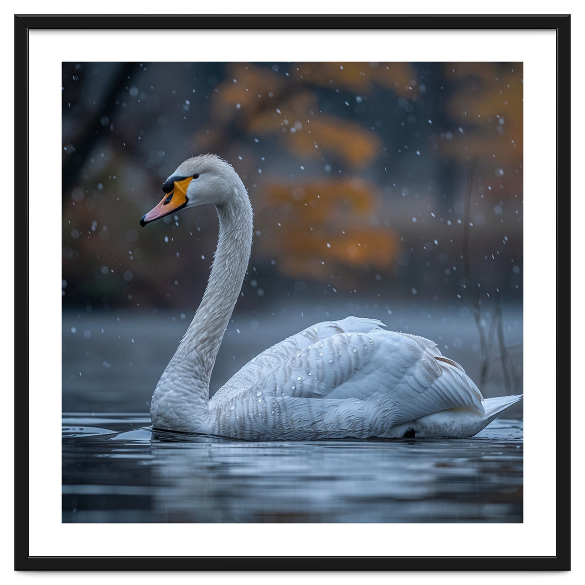 Swan Floating Gracefully On Water In Autumn