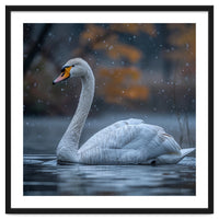 Swan Floating Gracefully On Water In Autumn