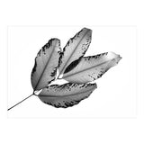 Branches and Leaves, 2016, 1 (Print Only) thumbnail