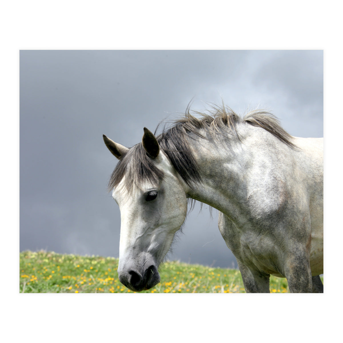 White Horse (Print Only)