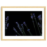 Honeybee and lavender thumbnail