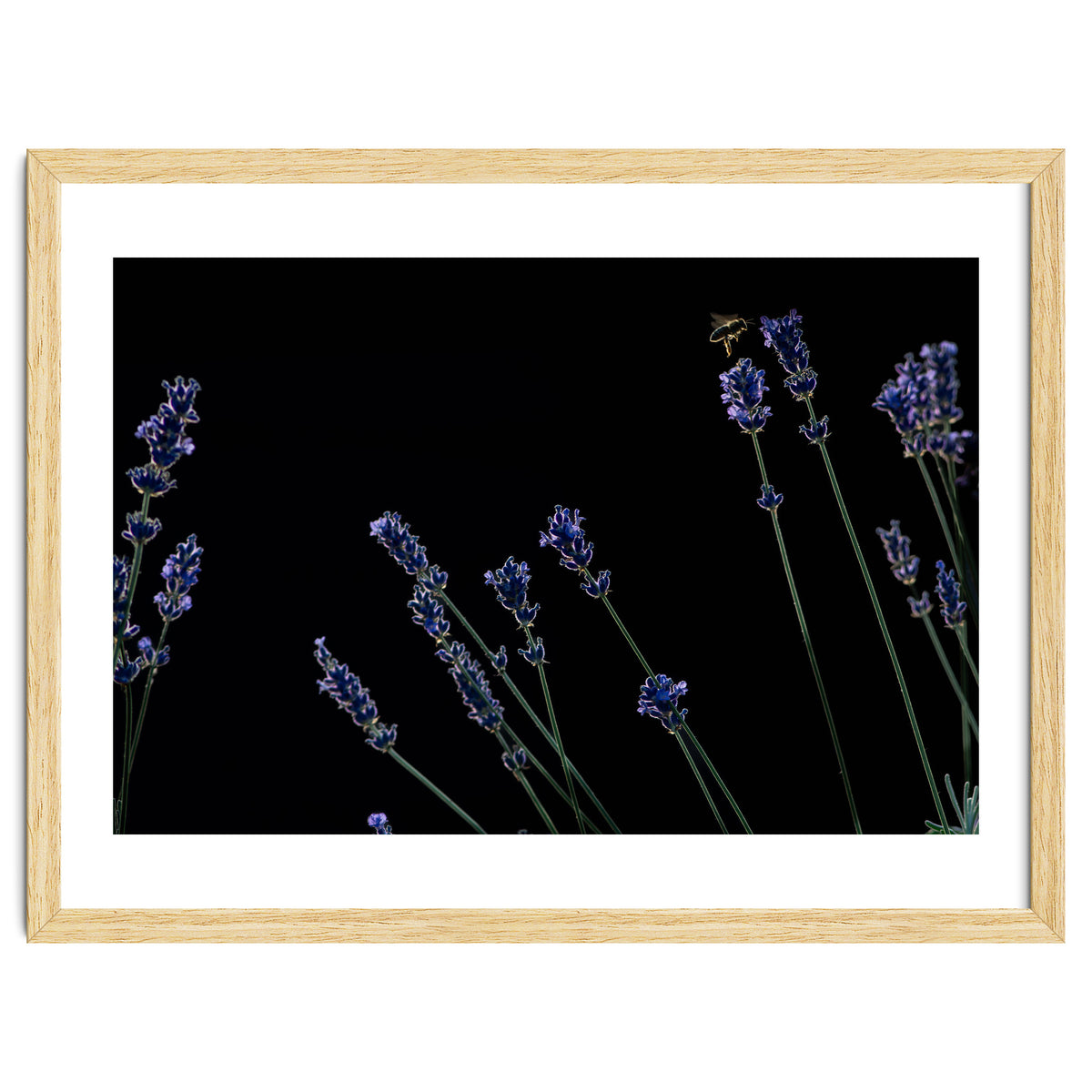 Honeybee and lavender