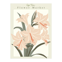 Flower Market Cap Town Amaryllis (Print Only)