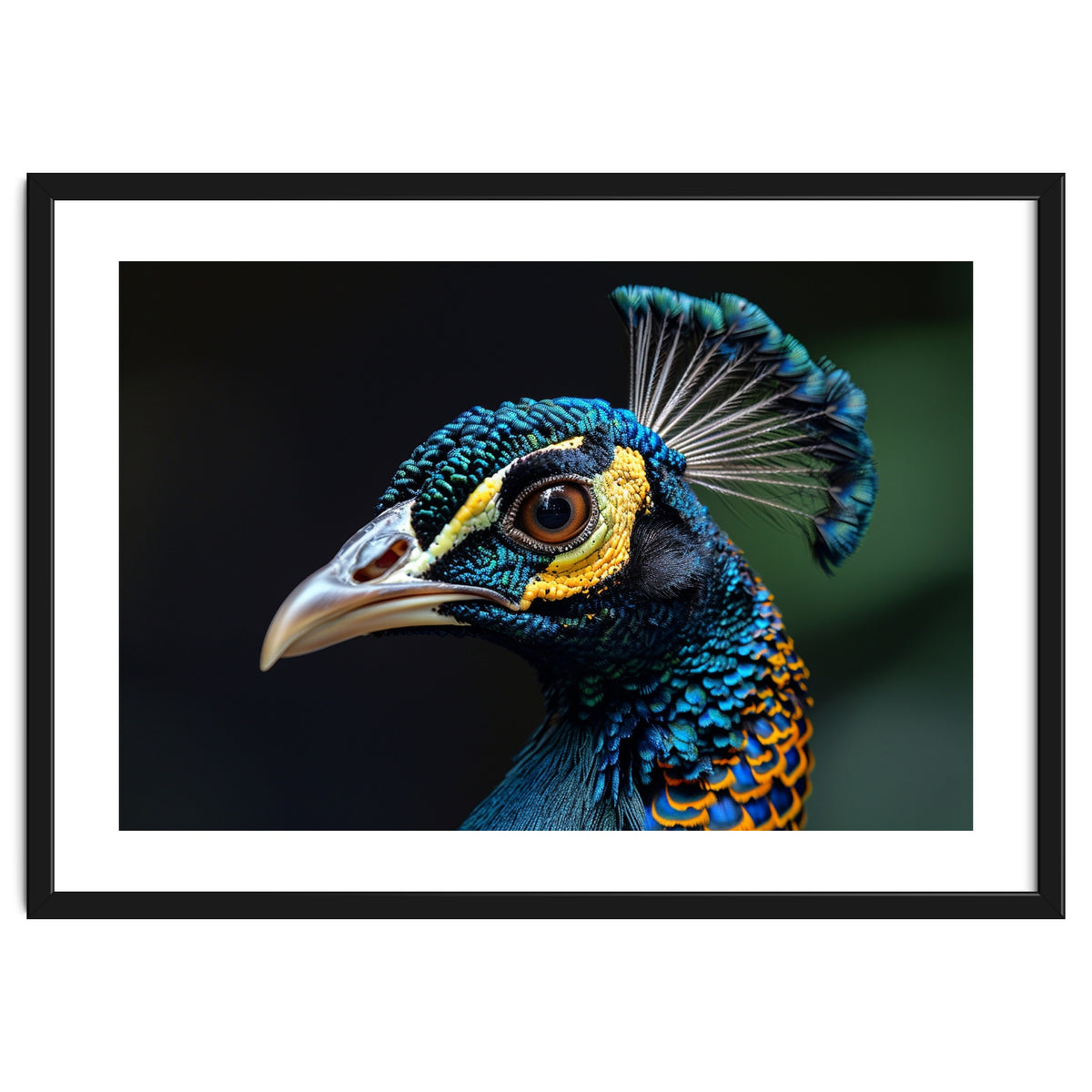 Close-up of a Peacock’s Head