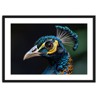 Close-up of a Peacock’s Head