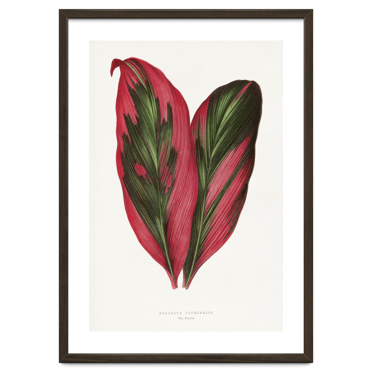 Alexander Francis Lydon & Benjamin Fawsett – Pink Dracaena Terminalis Leaf (1865)