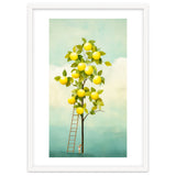 Lemon Tree thumbnail