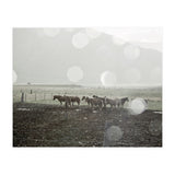 Horses under the sun shower - Iceland (Print Only) thumbnail