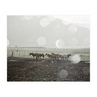 Horses under the sun shower - Iceland (Print Only)