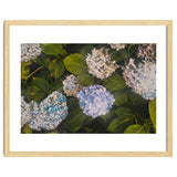 Hydrangeas | Landscape thumbnail