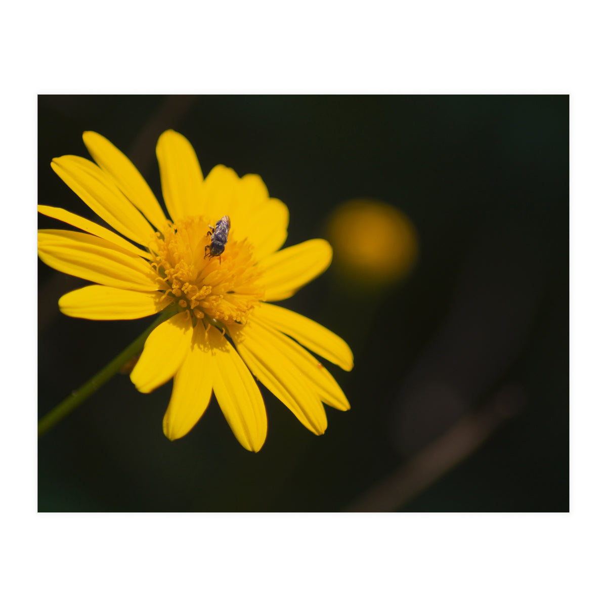 SUNFLOWER. (Print Only)