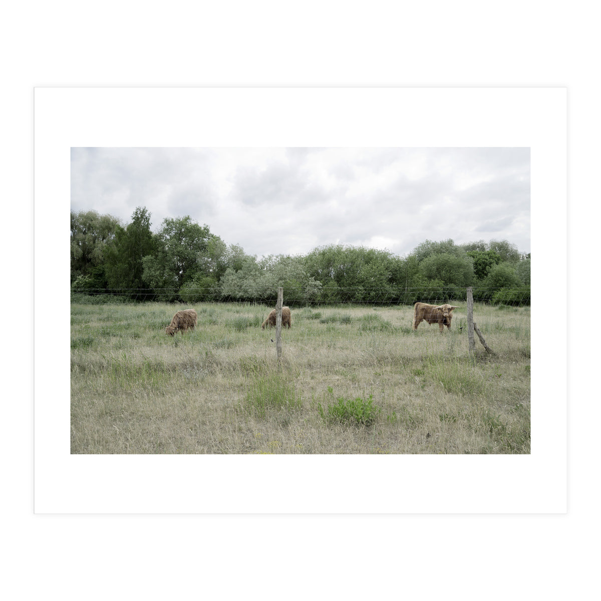 Cows in the farm (Print Only)