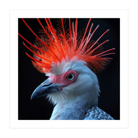 Secretary Bird (Print Only)